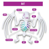 Science Mad Squishy Dissection Kit frog and bat, UK version