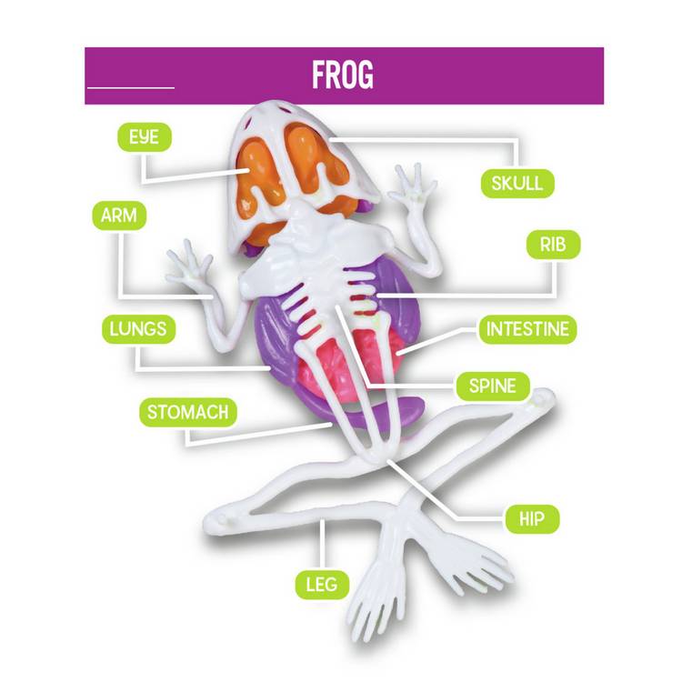 Science Mad Squishy Dissection Kit frog and bat, UK version