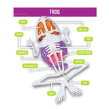 Science Mad Squishy Dissection Kit frog and bat, UK version