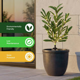 Streetwize olive tree solar lights pack of 2, UK version