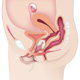 Contrelle Activgard Sizing Kit vaginal support - British product