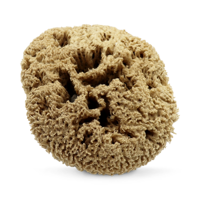 SpongeBox natural sea sponge 6-6.5 inches (British brand)