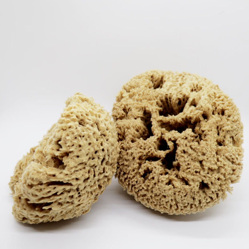 SpongeBox natural sea sponge 6-6.5 inches (British brand)