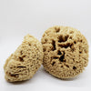 SpongeBox natural sea sponge 6-6.5 inches (British brand)