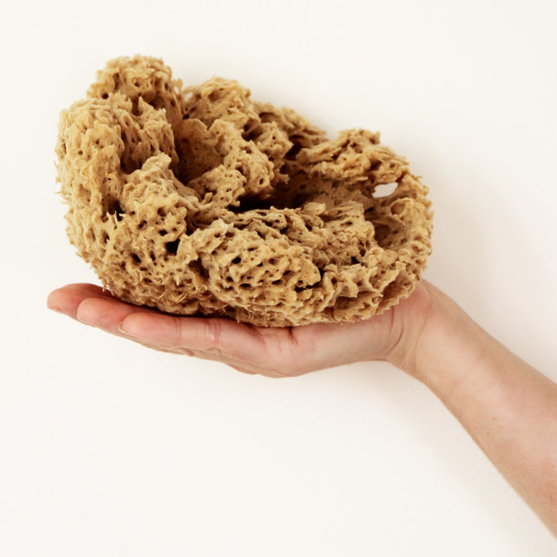 SpongeBox natural sea sponge 6-6.5 inches (British brand)