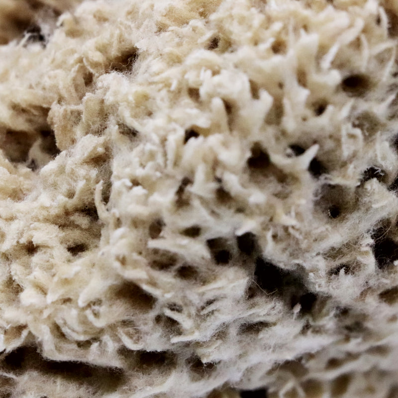 SpongeBox natural sea sponge 6-6.5 inches (British brand)