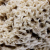 SpongeBox natural sea sponge 6-6.5 inches (British brand)