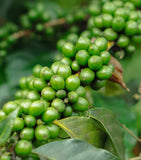 Stony Groves Black Kampot Pepper 100g (British brand)