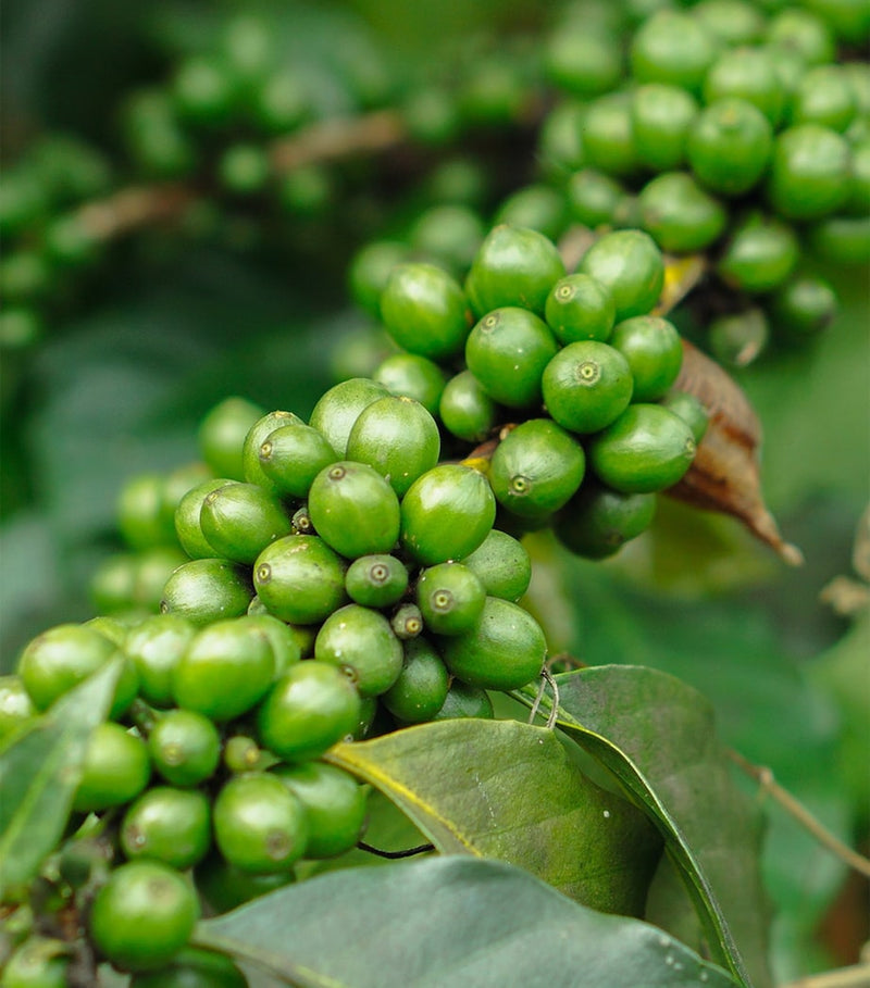 Stony Groves Black Kampot Pepper 100g (British brand)