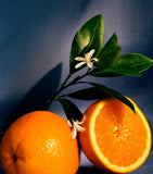 LOEWE Orange Blossom candle 1.5kg, UK version