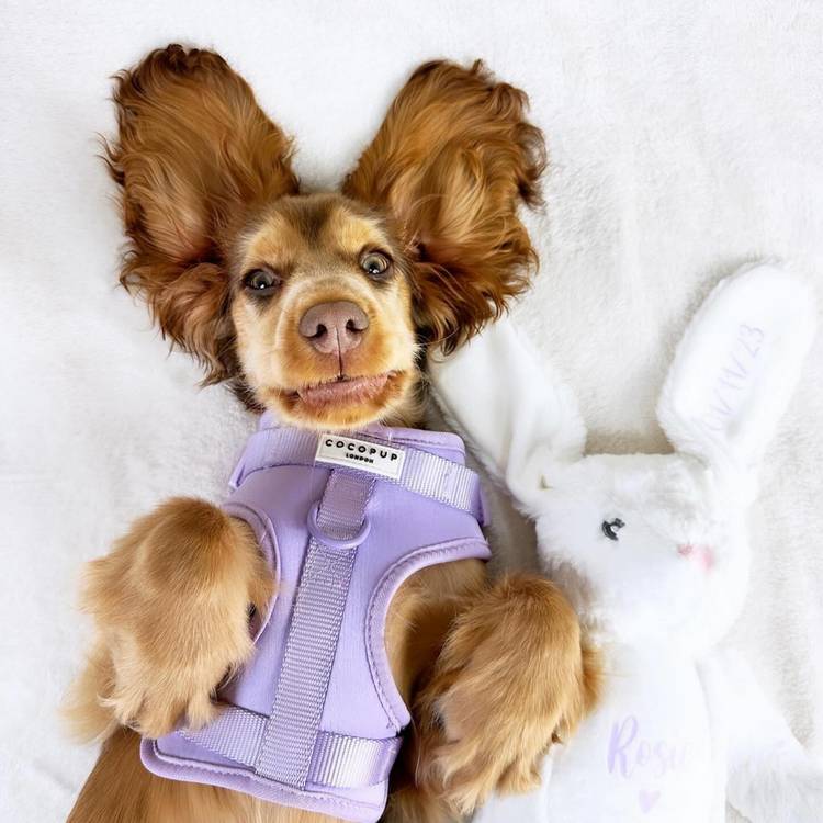 NAKD dog harness Parma Violets small, imported from the UK