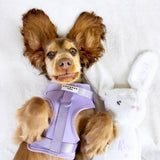NAKD dog harness Parma Violets small, imported from the UK