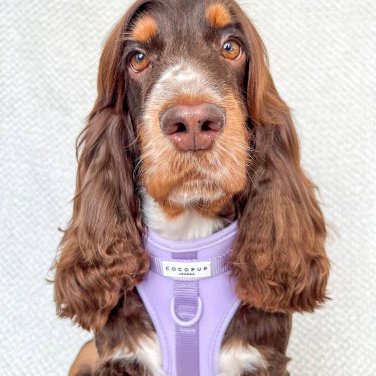 NAKD dog harness Parma Violets small, imported from the UK