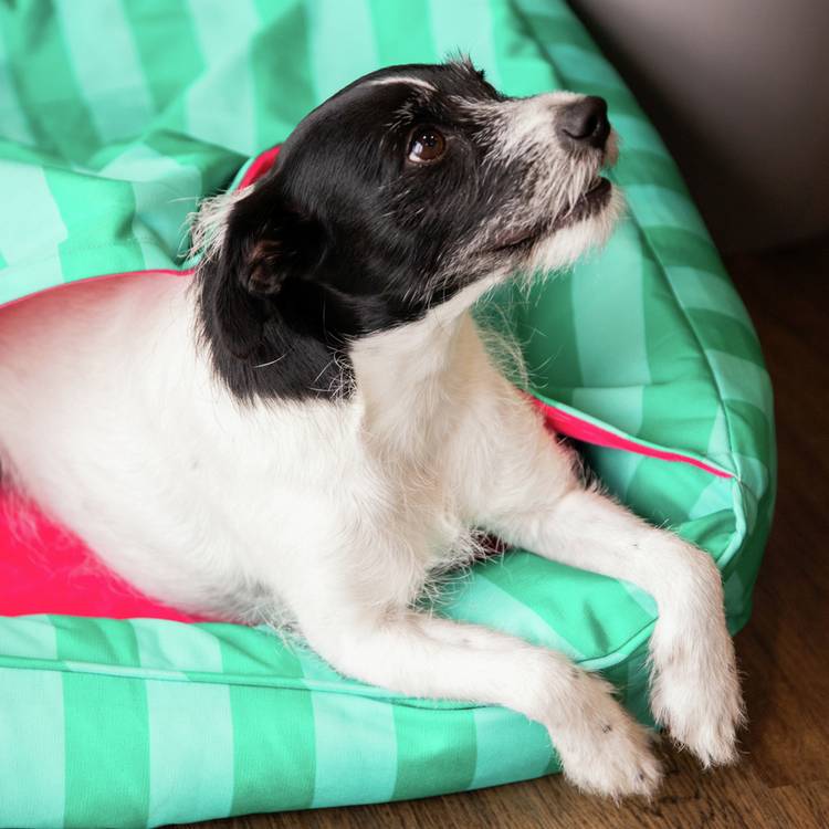 Rosewood Happy Dog Hideout green and pink canopy, UK version