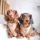 Cocopup NAKD pet harness in biscuit colour large (British brand)