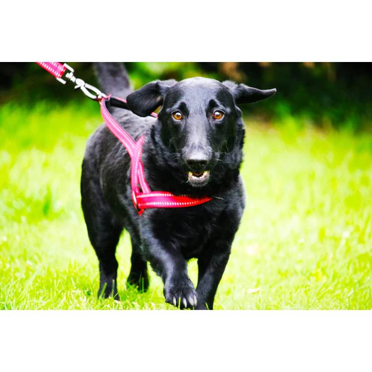 KONG Norwegian dog harness medium, imported from the UK