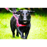 KONG Norwegian dog harness medium, imported from the UK