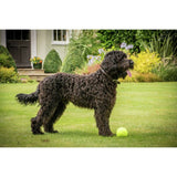 Petface dog tennis balls 12 pack (British brand)