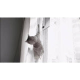 JML Flippity Fish cat toy - British product