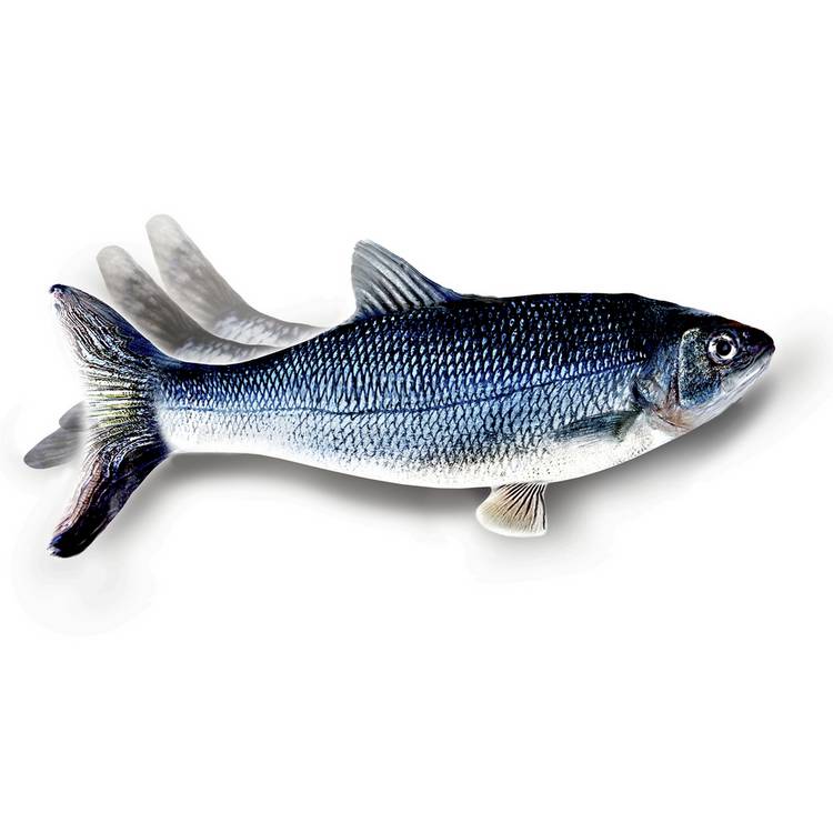 JML Flippity Fish cat toy - British product
