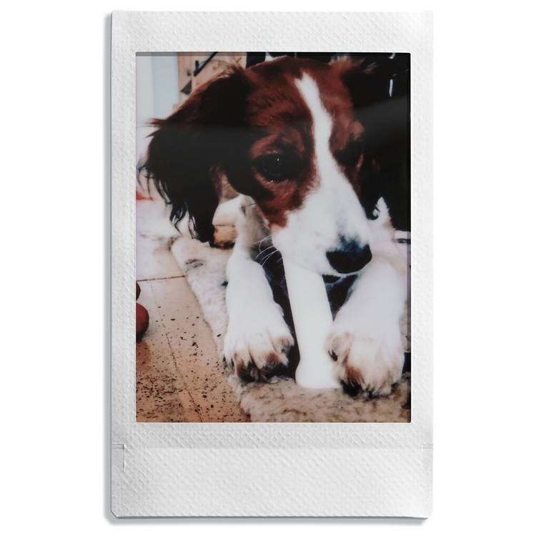 instax mini film 20 shot twin pack - British product