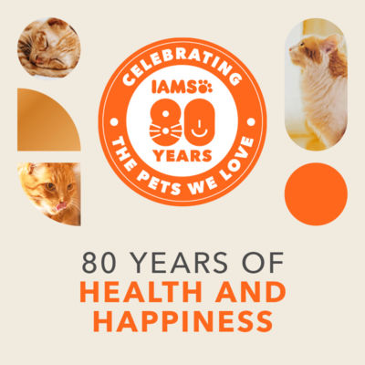 Iams dry cat food chicken 2kg bag (British brand)