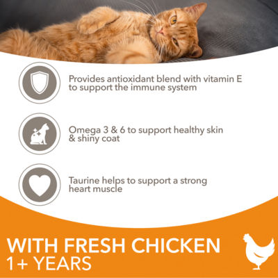 Iams dry cat food chicken 2kg bag (British brand)