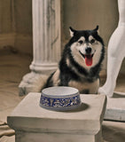 Wedgwood Florentine bone china pet bowl 21cm, UK version