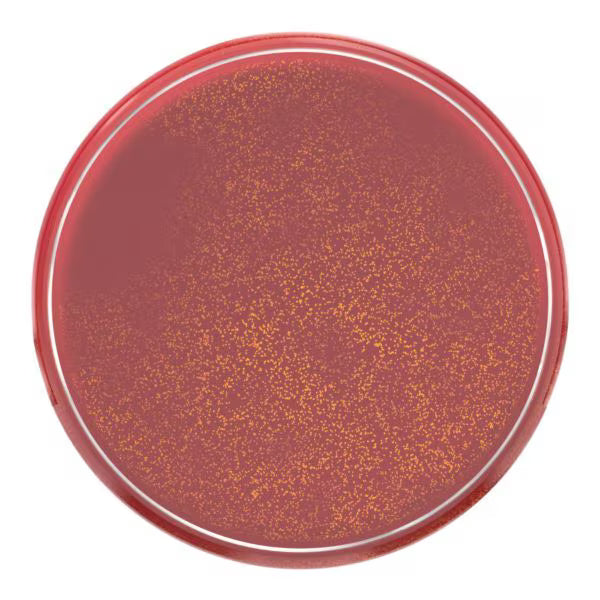 L'Oréal Paris Liquid Blush 625 Glowy Gold Pink, imported from the UK
