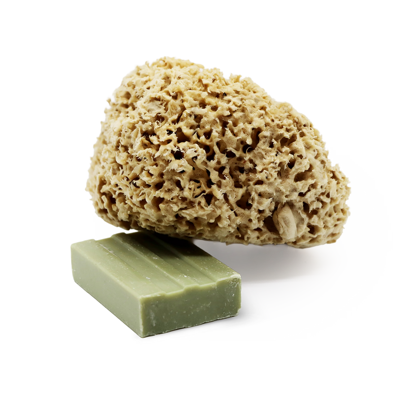 SpongeBox Honeycomb Luxe natural sea sponge 5-5.5 inches (British brand)