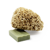 SpongeBox Honeycomb Luxe natural sea sponge 5-5.5 inches (British brand)