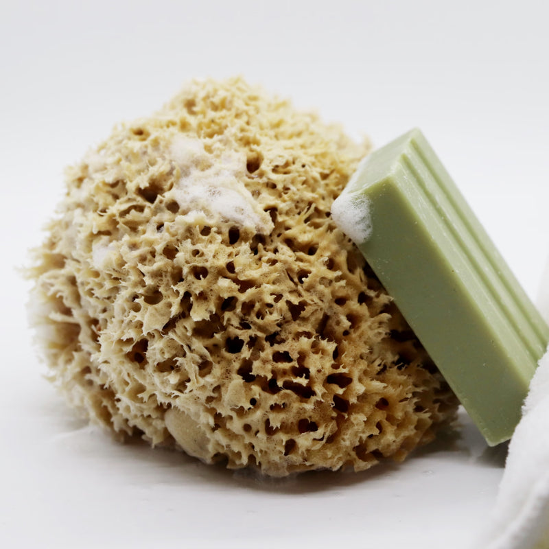 SpongeBox Honeycomb Luxe natural sea sponge 5-5.5 inches (British brand)