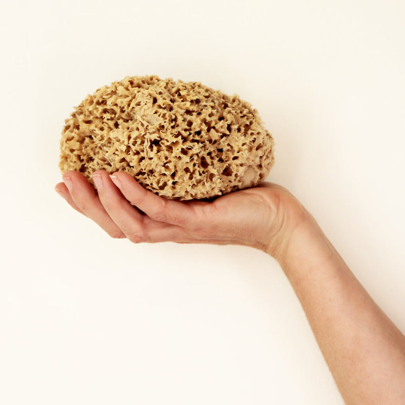 SpongeBox Honeycomb Luxe natural sea sponge 5-5.5 inches (British brand)