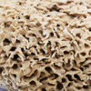 SpongeBox Honeycomb Luxe natural sea sponge 5-5.5 inches (British brand)