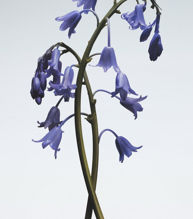 Jo Malone London Wild Bluebell hair mist 30ml, UK version