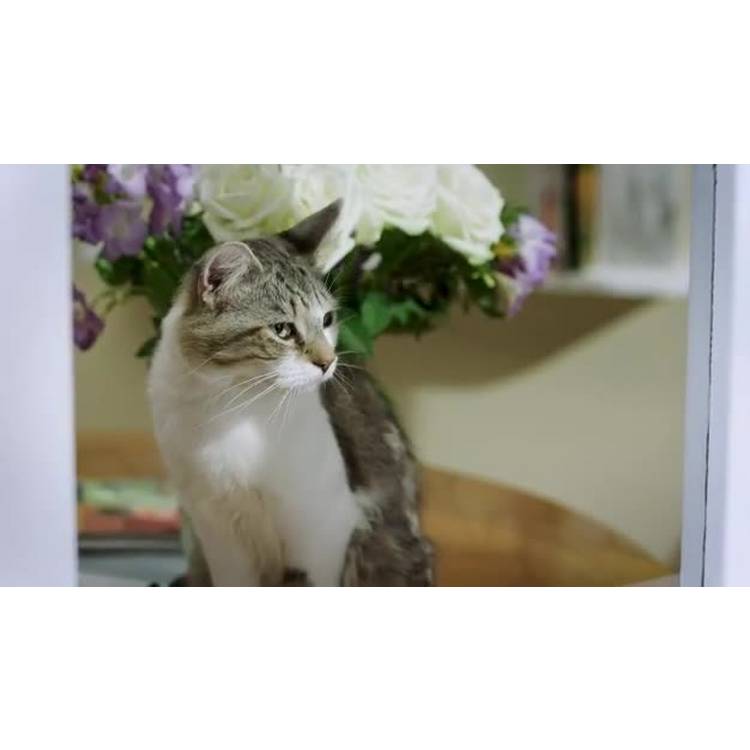 PetSafe microchip cat flap for medium cats, 4-way lock (British brand)