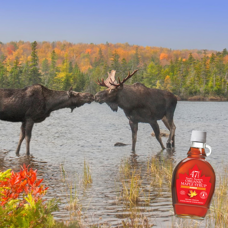 47° North organic maple syrup 250g, imported from the UK