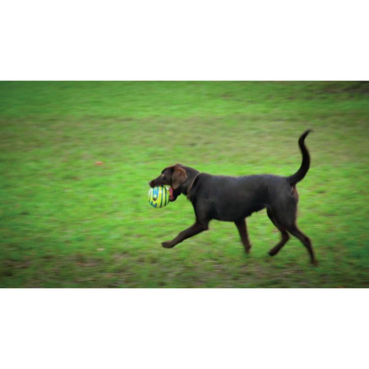 JML Wobble Wag Giggle Ball dog toy - British product