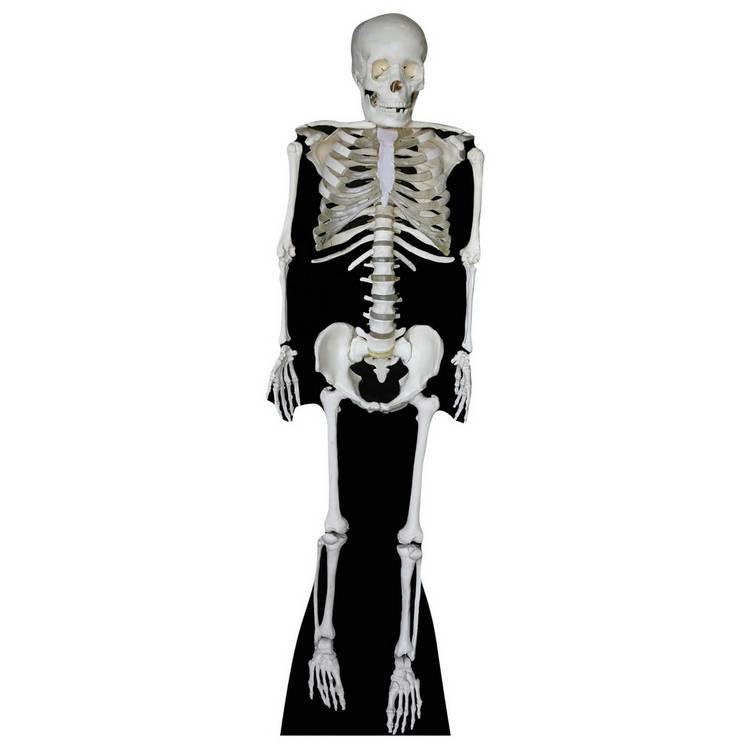 Star Cutouts skeleton cardboard cutout life-size (British brand)
