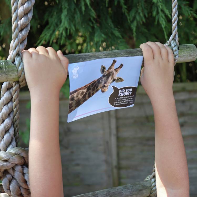 Trapped Escape Room Game The Zoo cooperative puzzle pack (British brand)