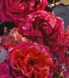 Guerlain Rosa Rossa perfume refill 200ml, imported from the UK