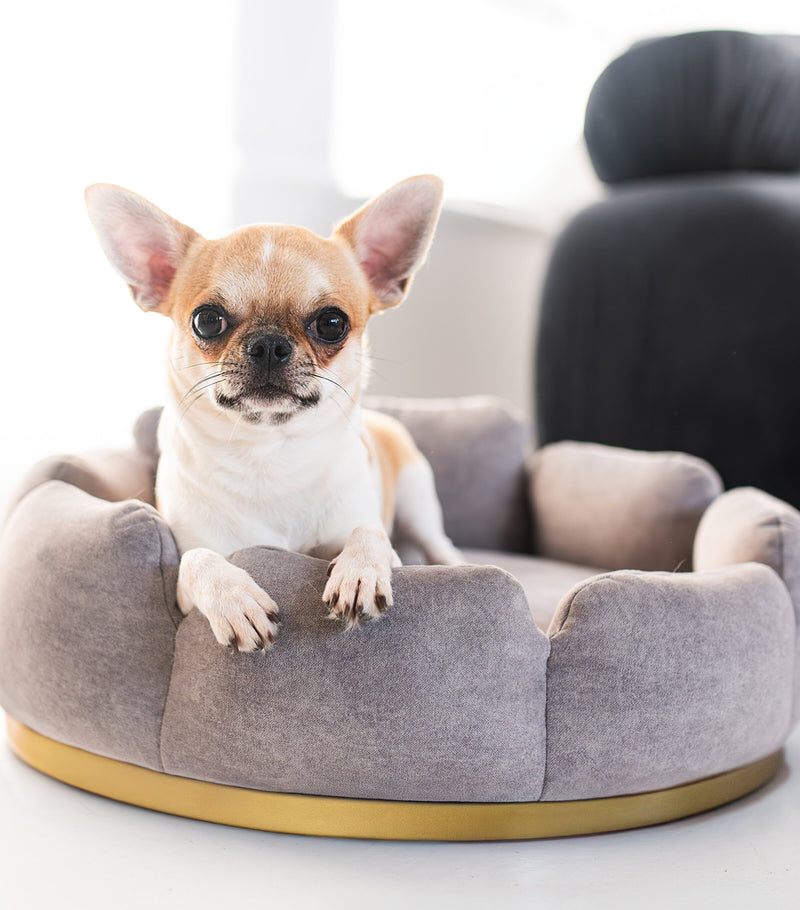 Looty Camelia small pet bed for dogs and cats, imported from the UK