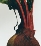 LOEWE Medium Beetroot Scented Candle, UK version