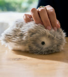 Moflin AI robotic pet with emotions and movements, UK version