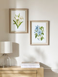 Set of 2 White Floral Archive Framed Wall Arts