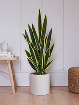 Next Beards & Daisies Green Artificial Snake Plant- Buy online at McGrocer