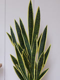 Beards & Daisies Green Artificial Snake Plant