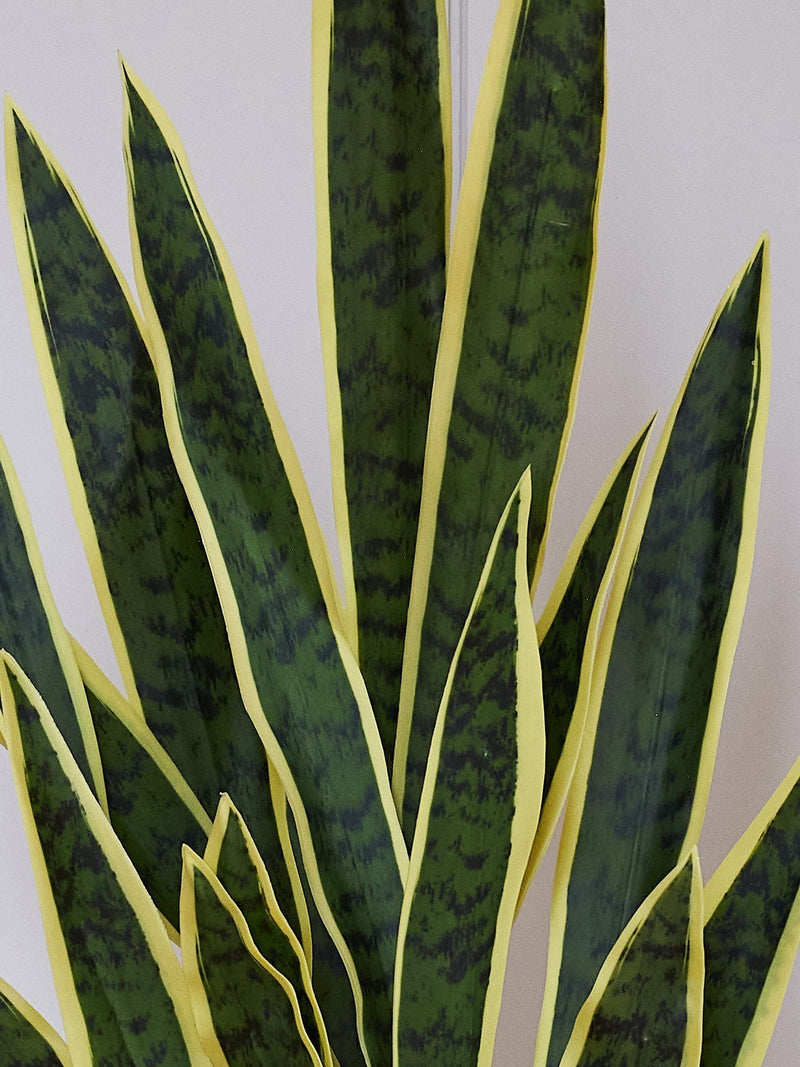 Beards & Daisies Green Artificial Snake Plant
