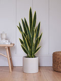 Beards & Daisies Green Artificial Snake Plant