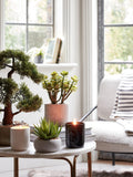 John Lewis artificial bonsai pine tree medium, imported from the UK